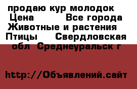 продаю кур молодок. › Цена ­ 320 - Все города Животные и растения » Птицы   . Свердловская обл.,Среднеуральск г.